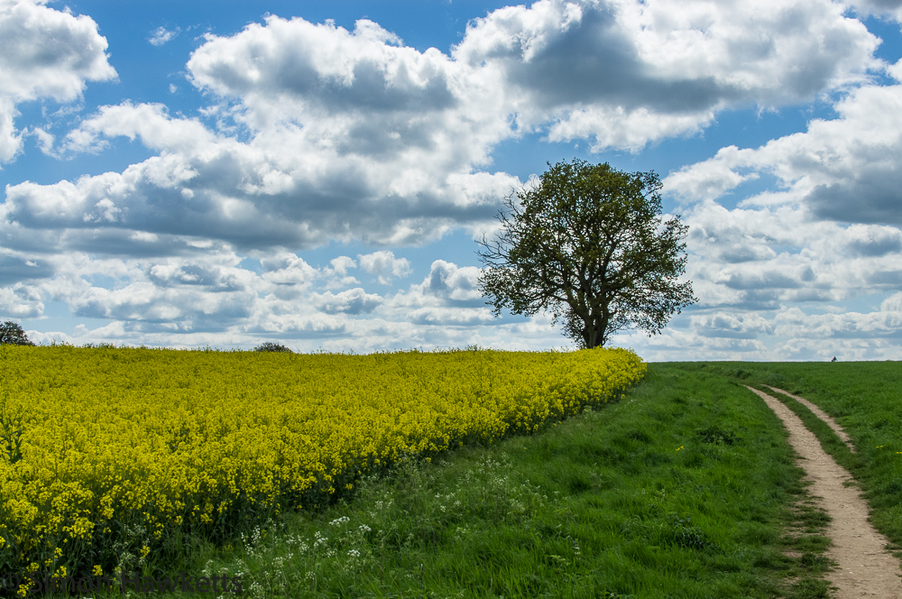 Oil seed landscape