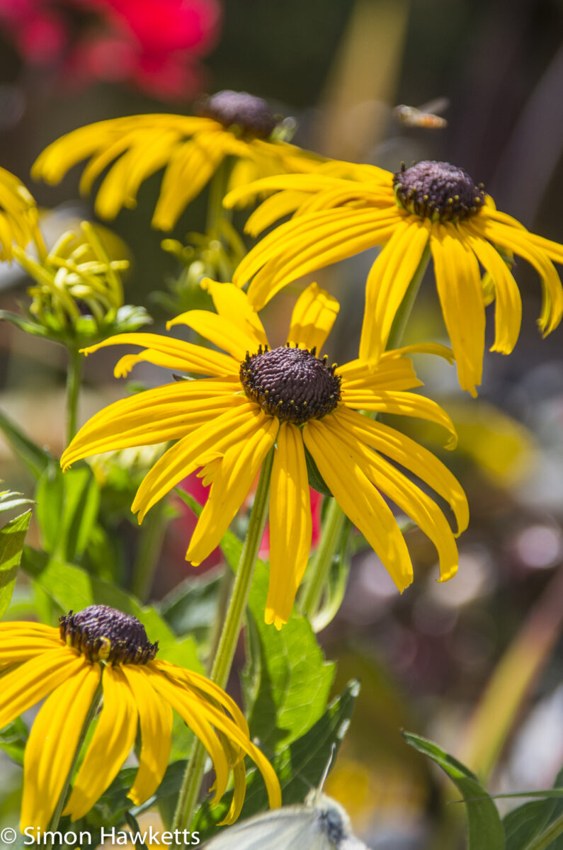 A coloured picture of Three flowers