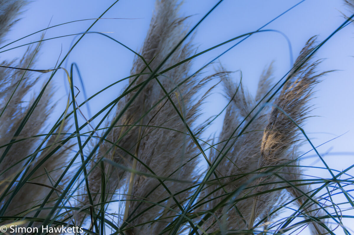 Sony Nex 6 test shots - Grass