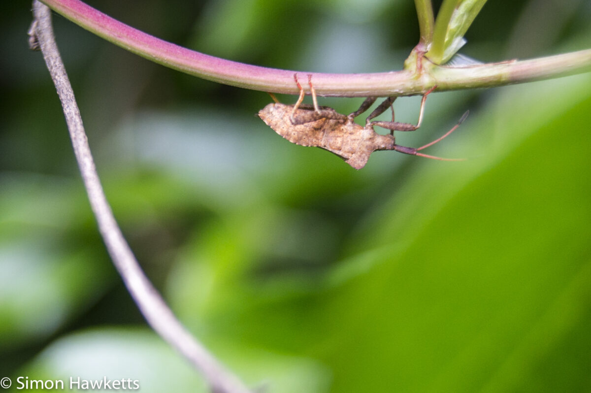Macro pictures without a macro lens - Unknown bug