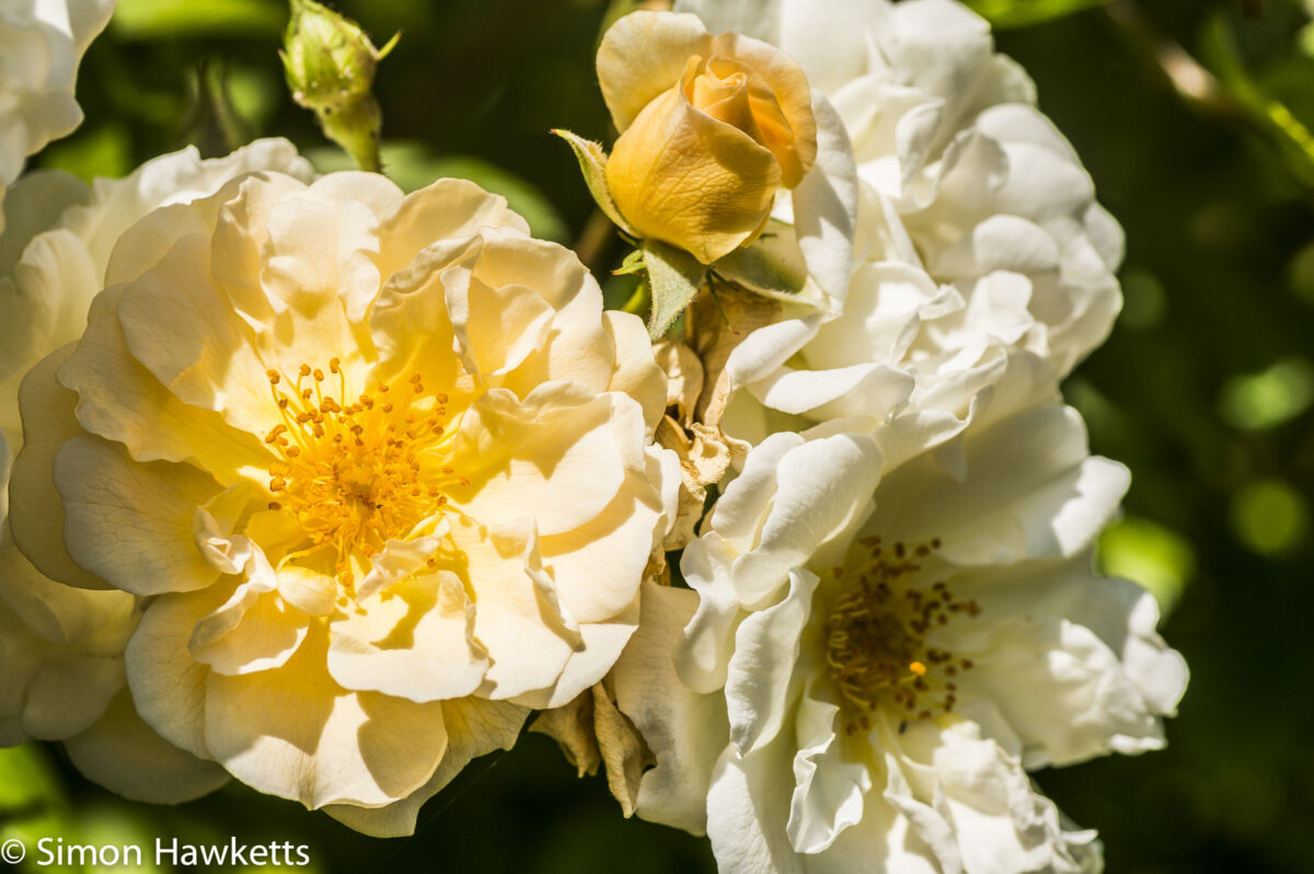 Sony Nex 6 and Tamron 90mm f/2.8 pictures - Rose