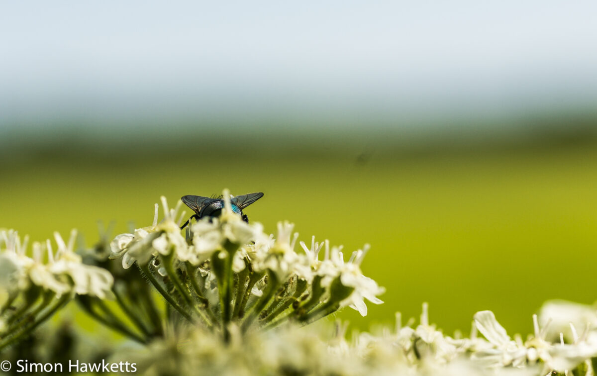 Sony Nex 6 and Tamron 90mm f/2.8 pictures - Fly