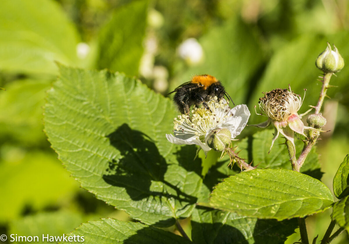Sony Nex 6 and Tamron 90mm f/2.8 pictures - Bee
