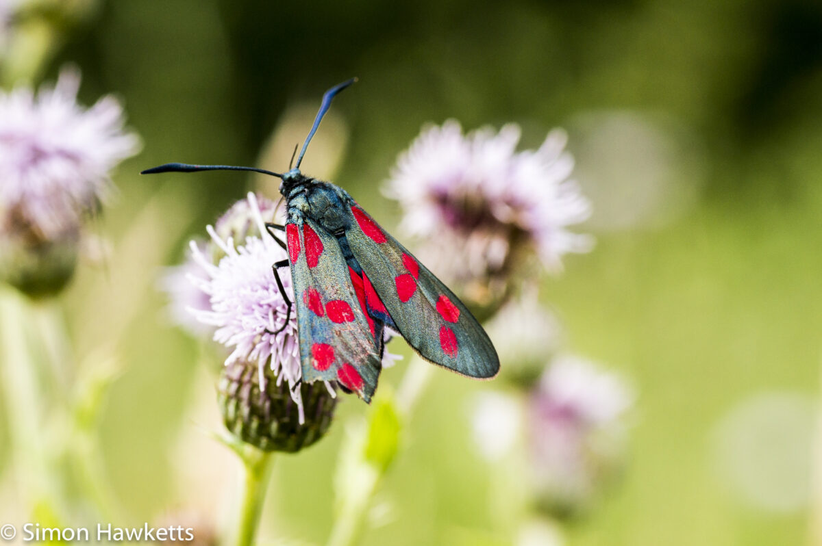 Tamron 90mm f/2.8 macro pictures - 6 spot burnet
