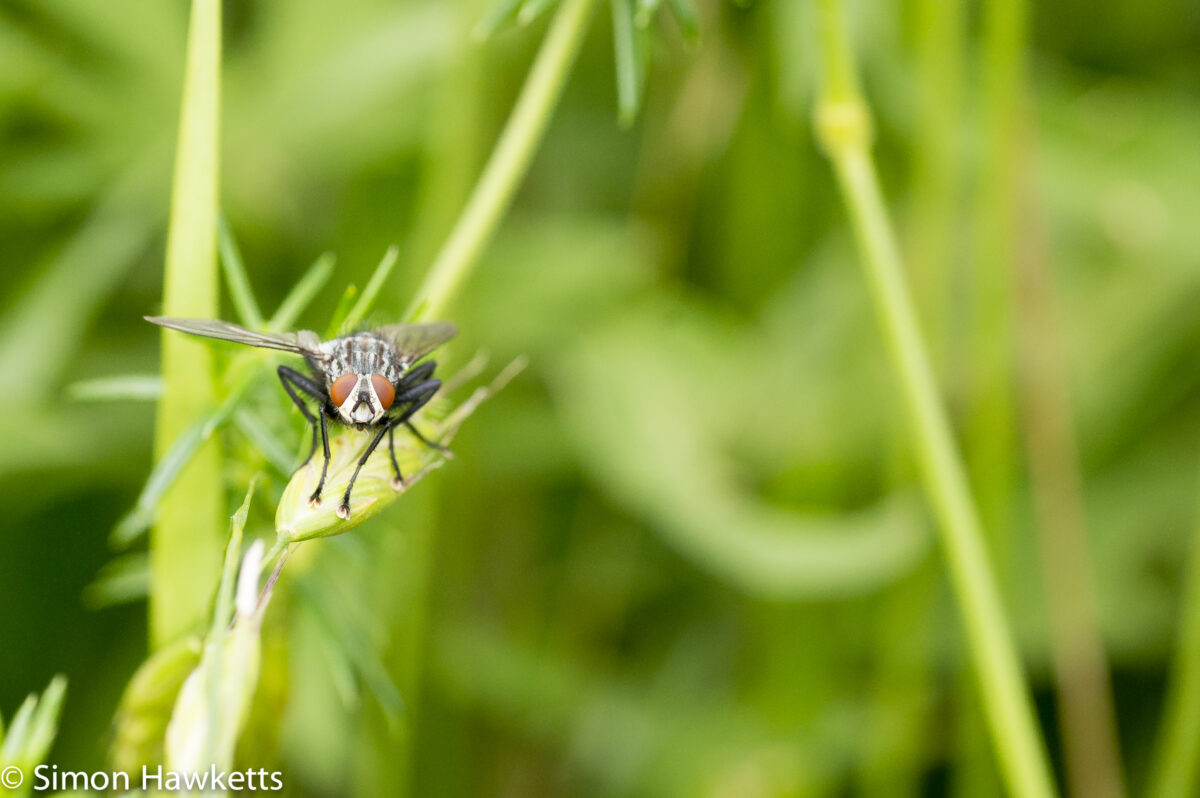 Tamron 90mm f/2.8 macro pictures - fly