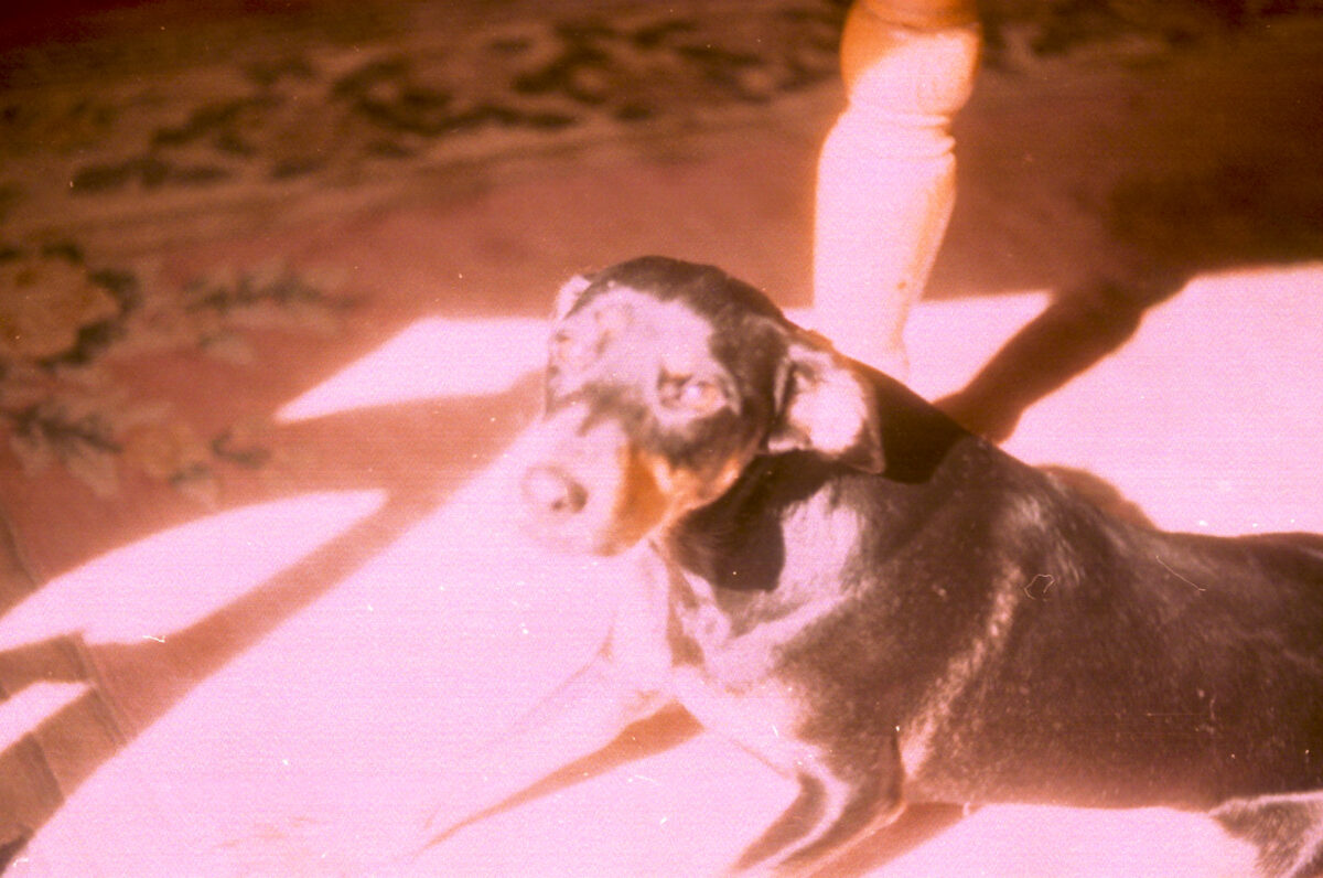 Photos from film found in old cameras - A dog in sunlight