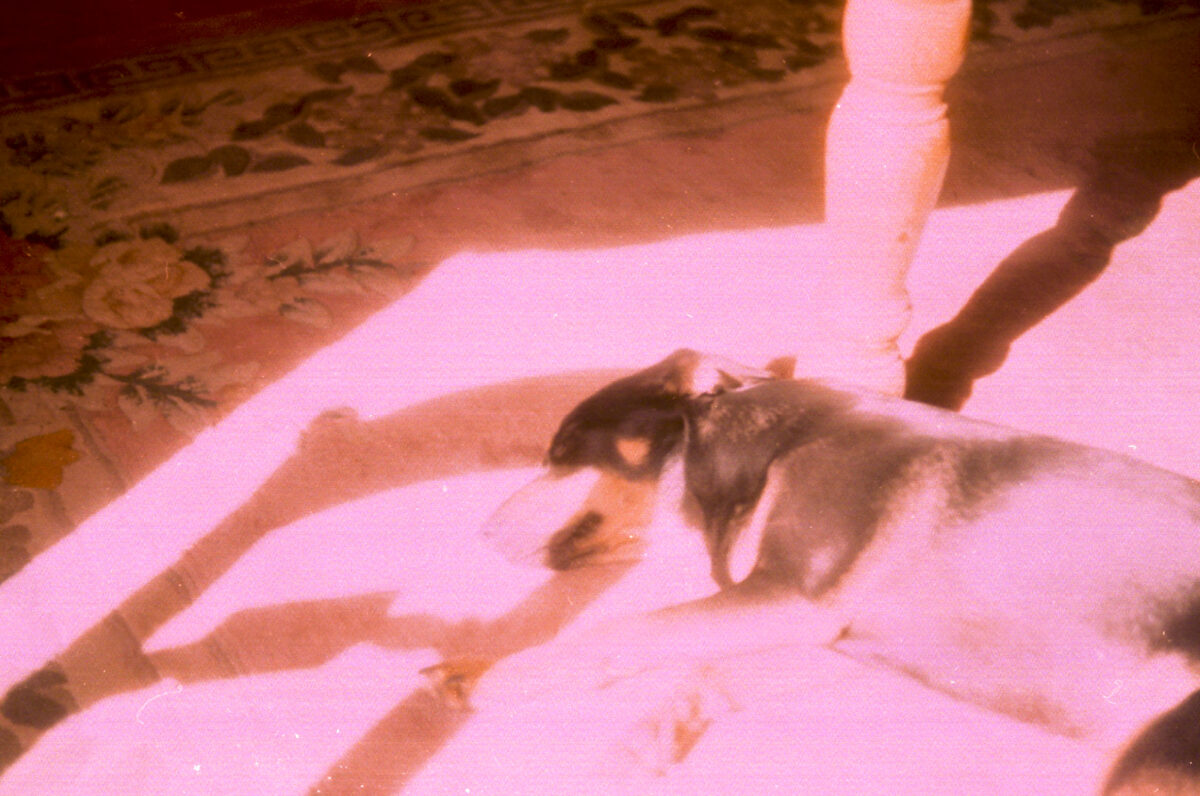 Photos from film found in old cameras - A dog asleep in sunlight under a table
