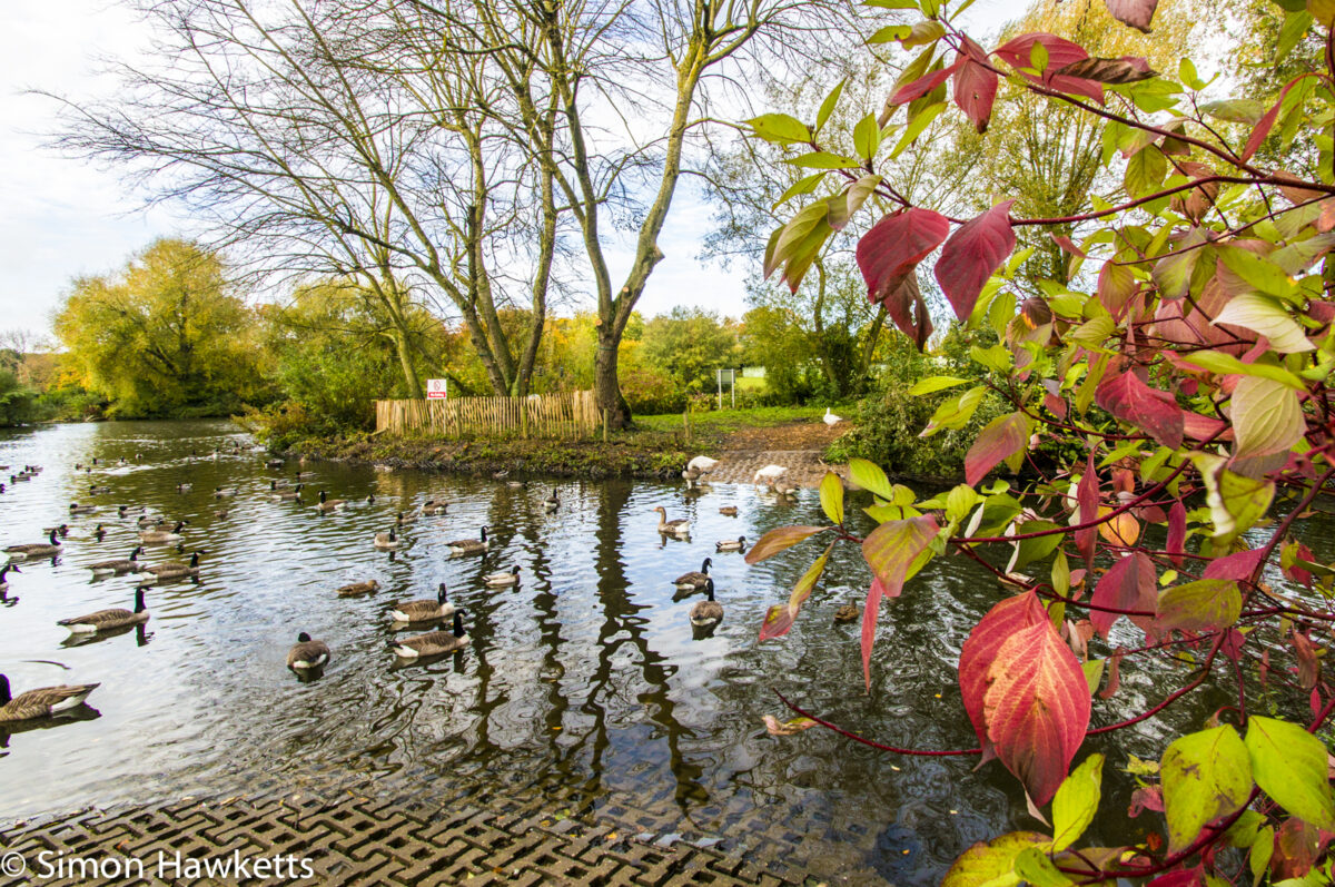 Tamron 10-24 wide angle sample pictures - Red leaves by the lake in Fairlands Valley Park Stevenage