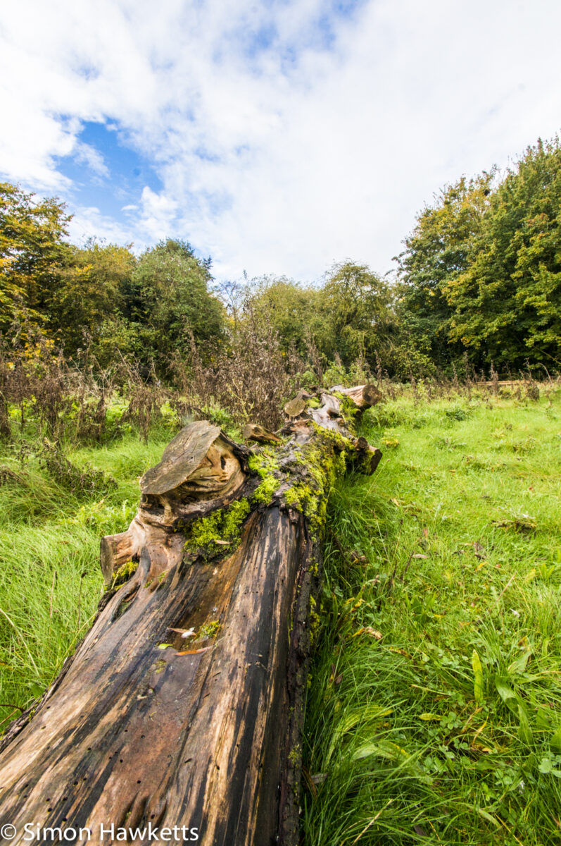 Tamron 10-24 wide angle sample pictures - Old tree trunk in Fairlands Valley Park Stevenage