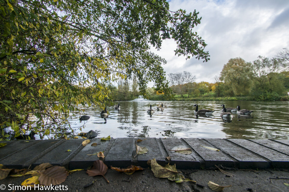 Tamron 10-24 wide angle sample pictures - Leaves by the lake in Fairlands Valley Park Stevenage