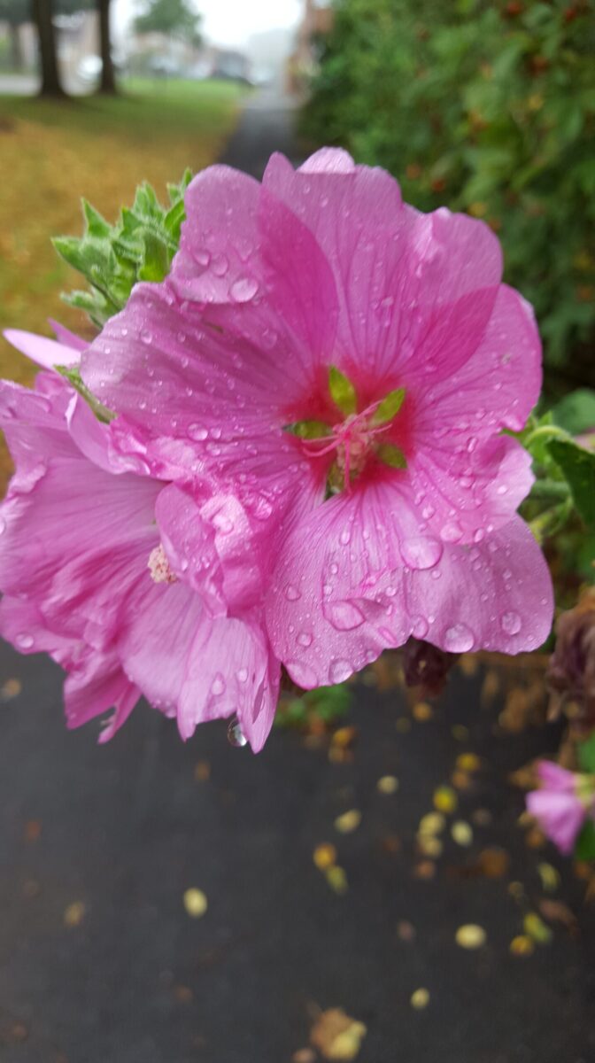 Samsung Galaxy S6 sample photos - outdoor shot