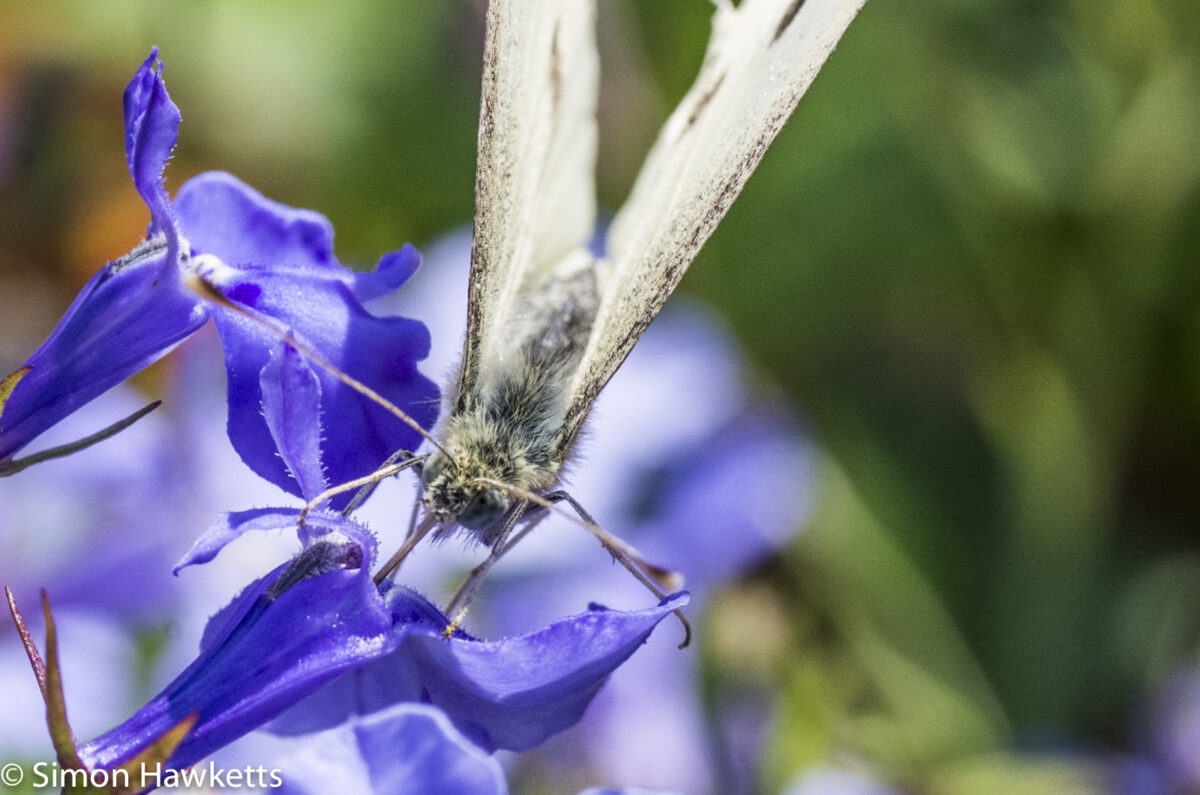 Macro photos - Butterfly gathering nectar