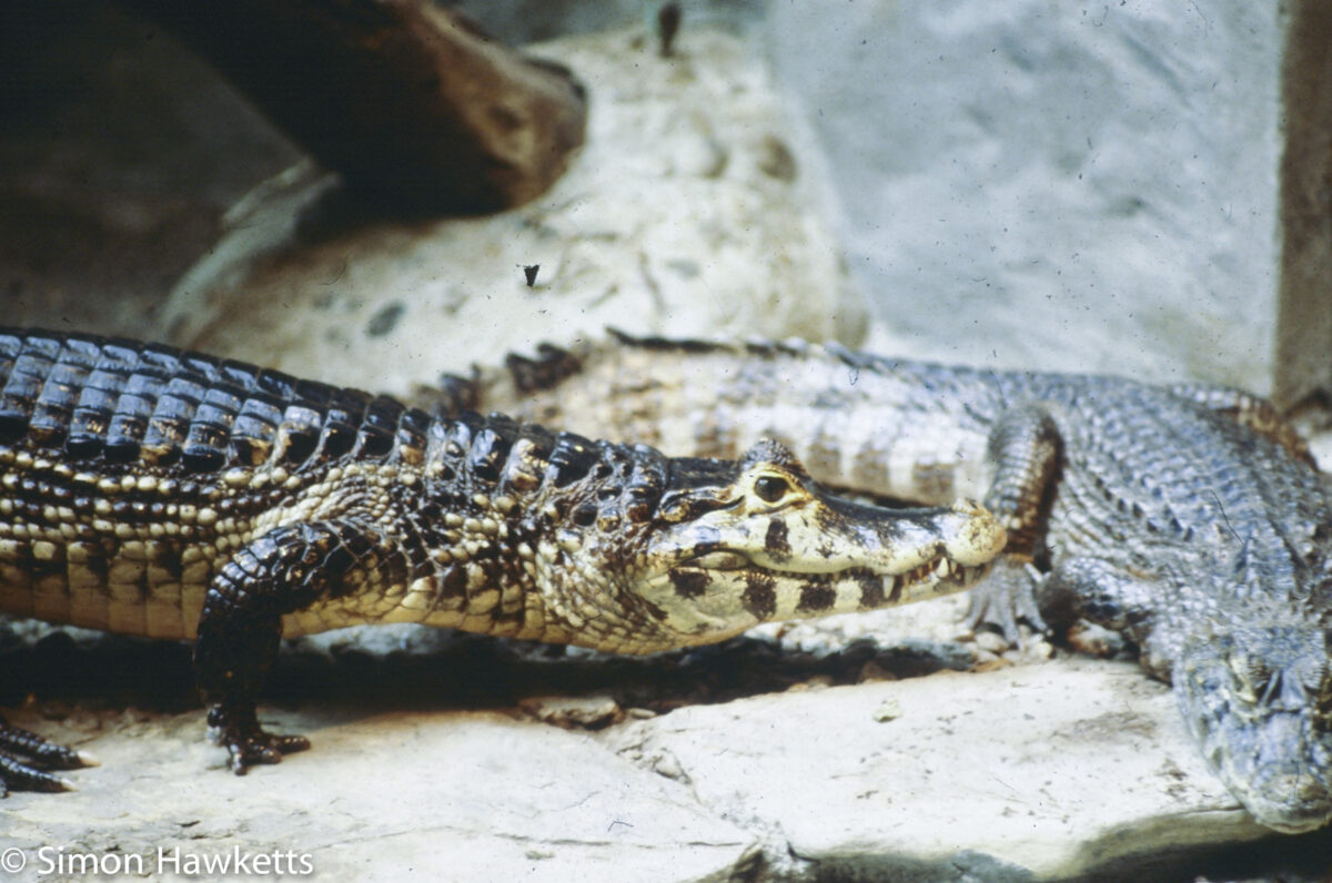35mm colour slide pictures from London Zoo in the early 1980s - Alligator or crocodile