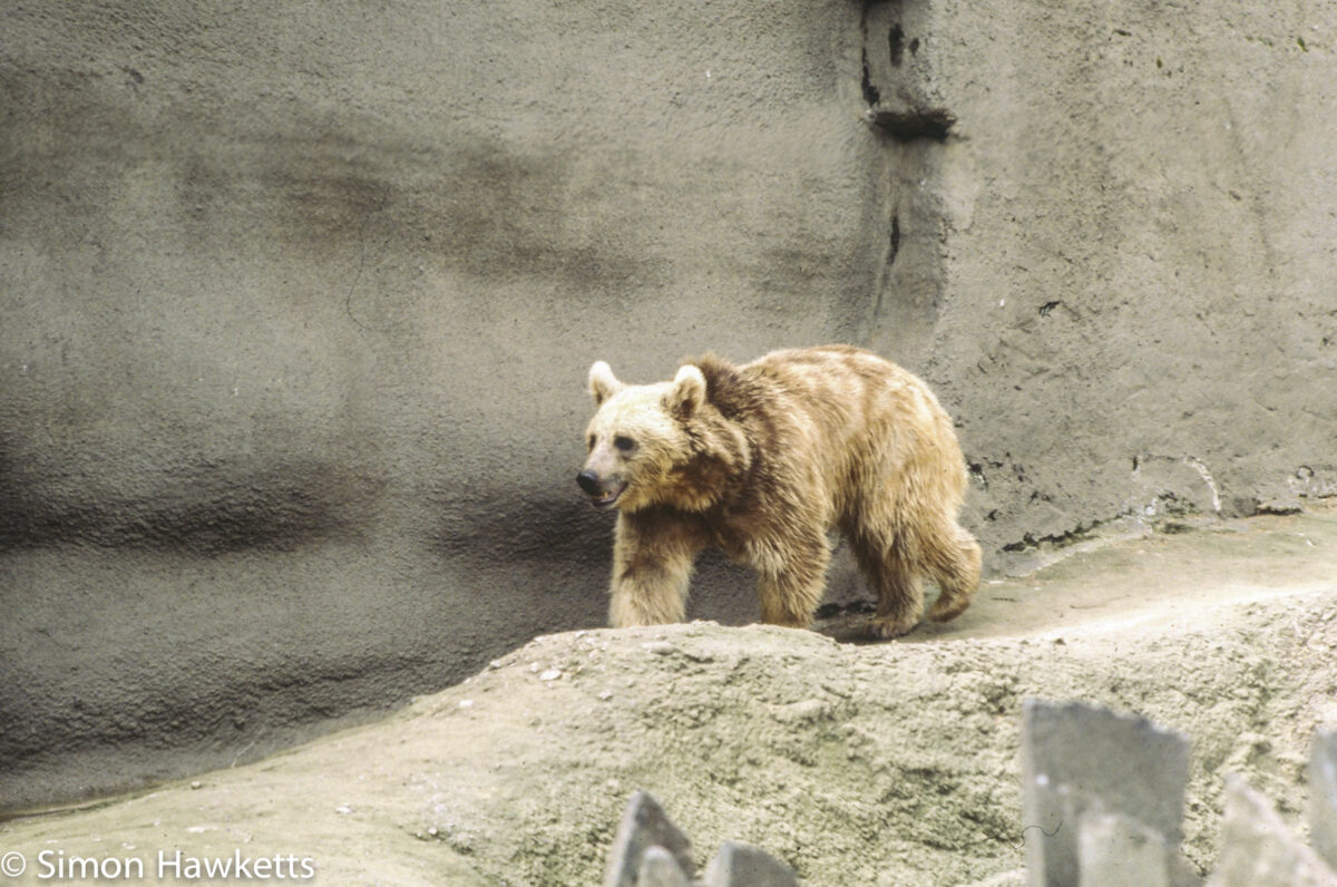 35mm colour slide pictures from London Zoo in the early 1980s - Brown Bear