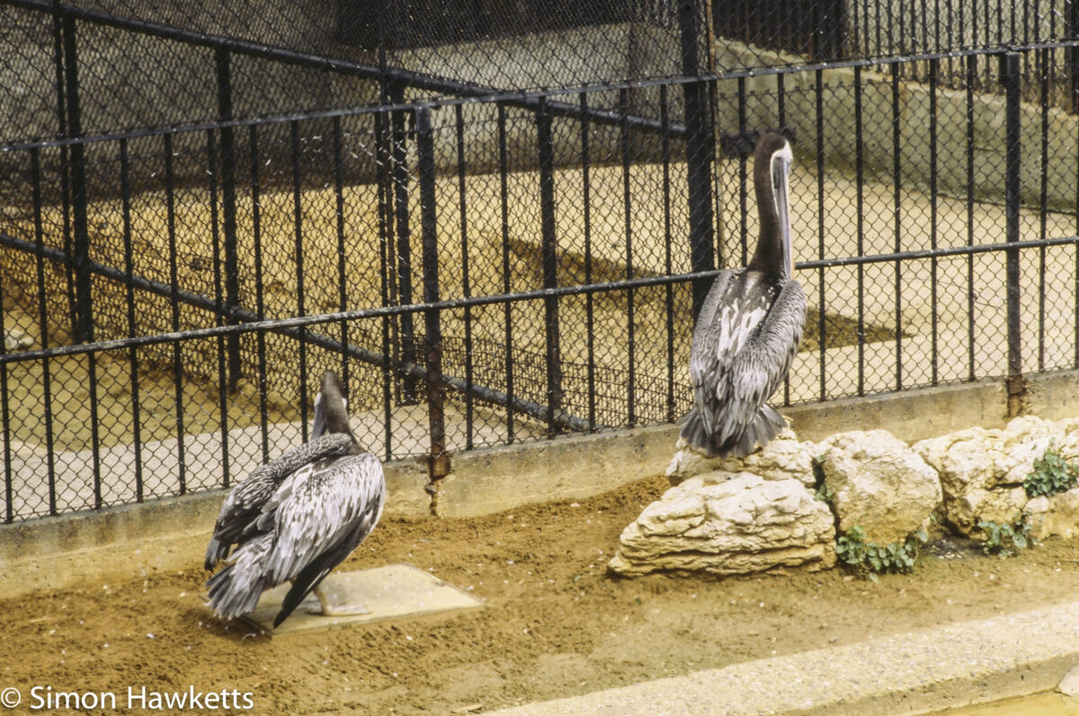 35mm colour slide pictures from London Zoo in the early 1980s - Heron?