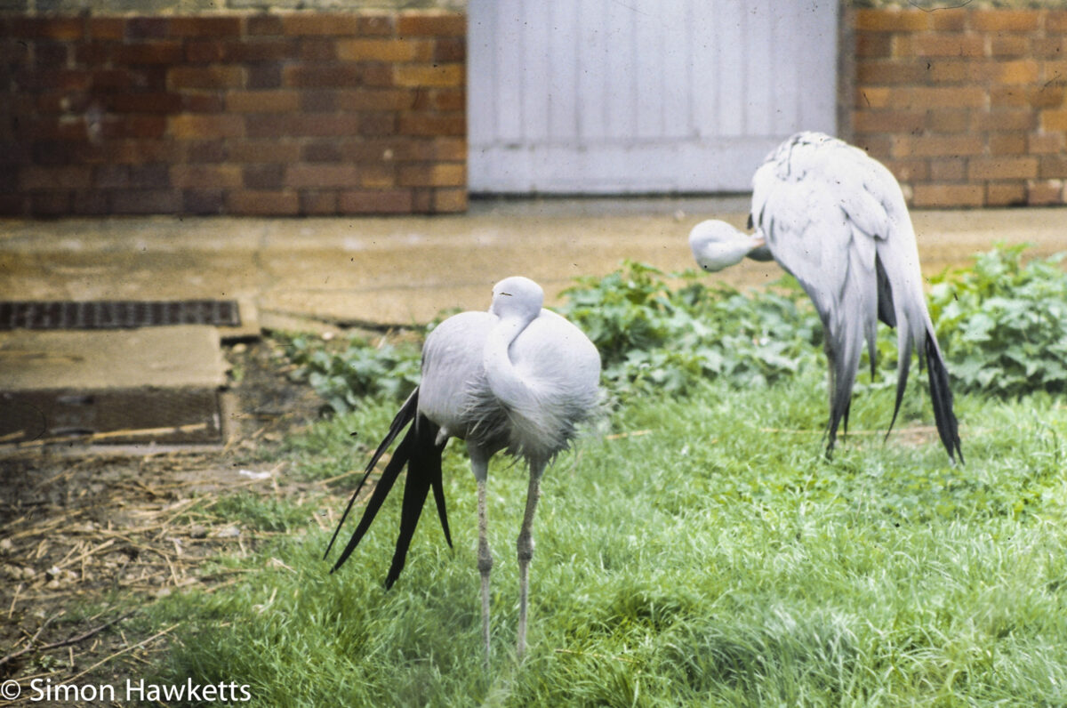 35mm colour slide pictures from London Zoo in the early 1980s - Large Bird