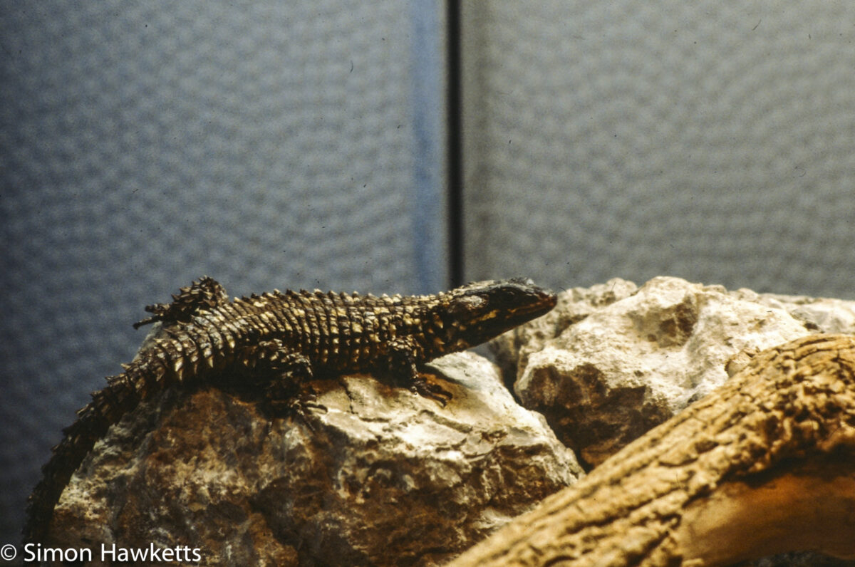 35mm colour slide pictures from London Zoo in the early 1980s - Lizzard