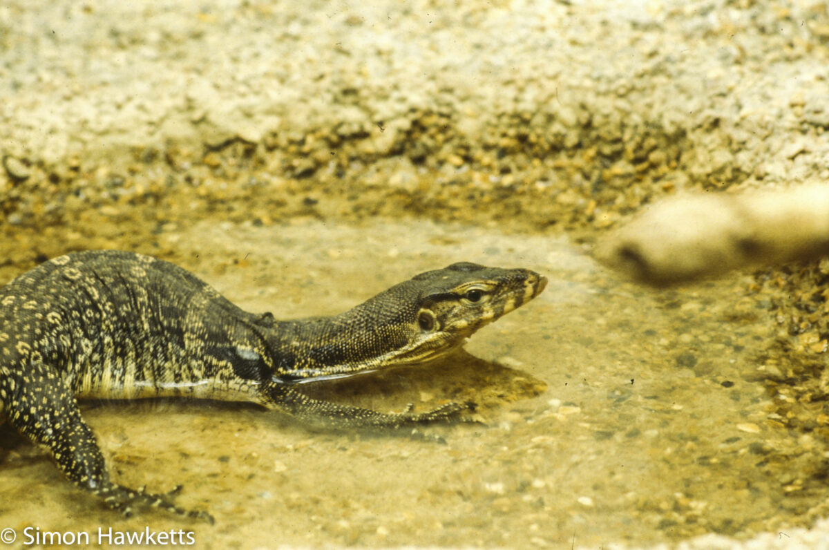 35mm colour slide pictures from London Zoo in the early 1980s - Lizzard