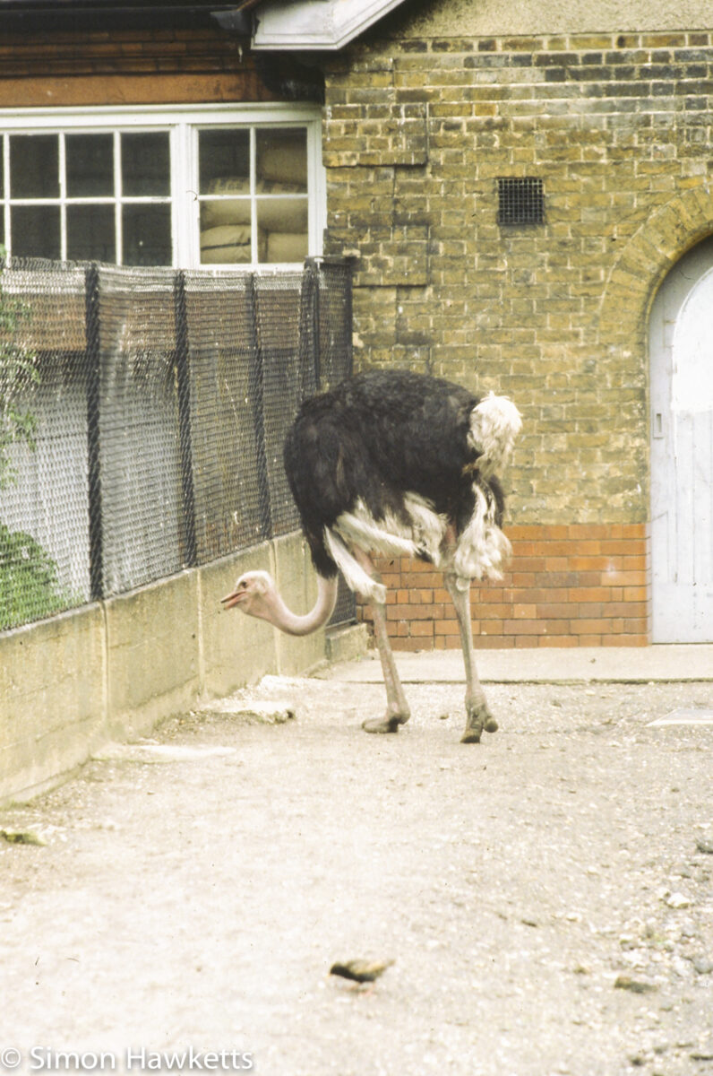 35mm colour slide pictures from London Zoo in the early 1980s - Ostrich