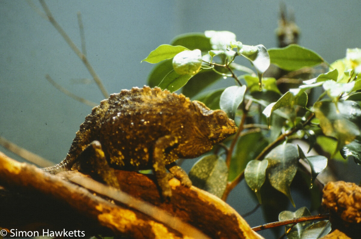 35mm colour slide pictures from London Zoo in the early 1980s - Possibly Cameleon