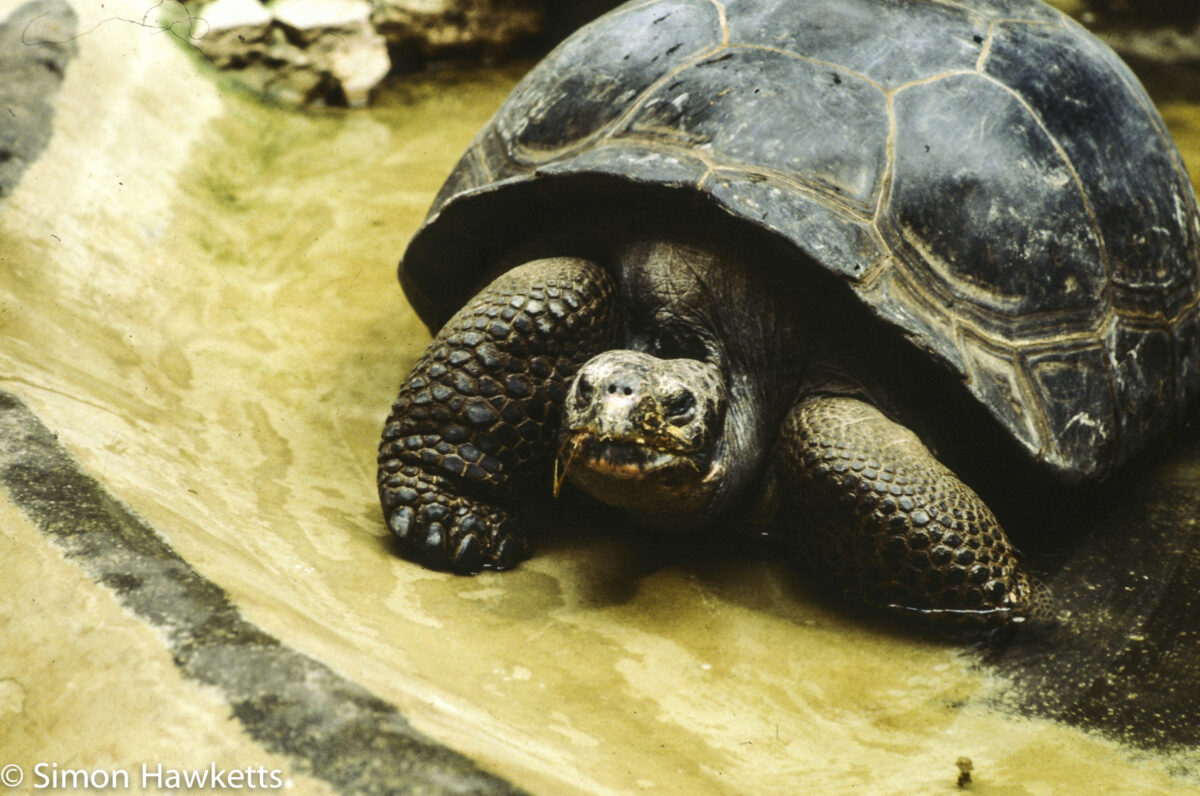35mm colour slide pictures from London Zoo in the early 1980s - Tortoise