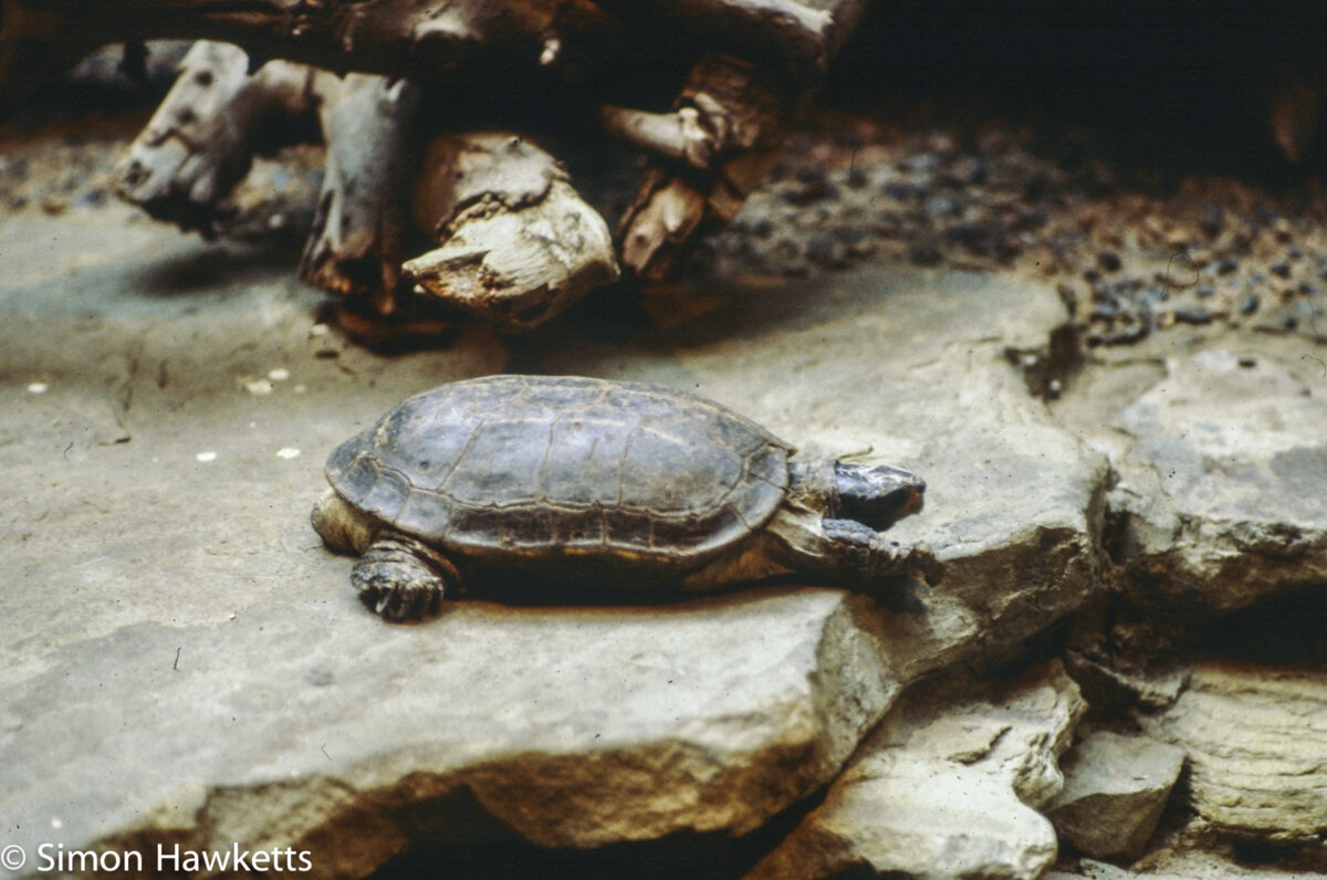 35mm colour slide pictures from London Zoo in the early 1980s - Tortoise