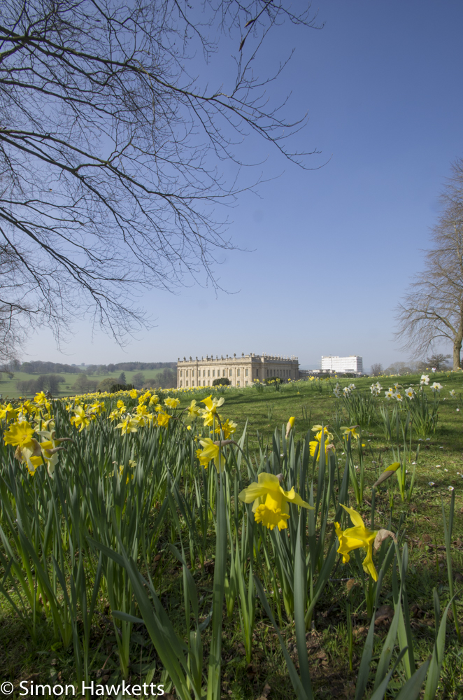 Chatsworth house pictures - the house behind daffodils