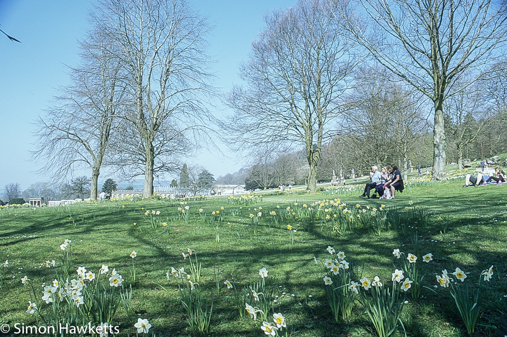 Chatsworth house pictures - Daffodil view