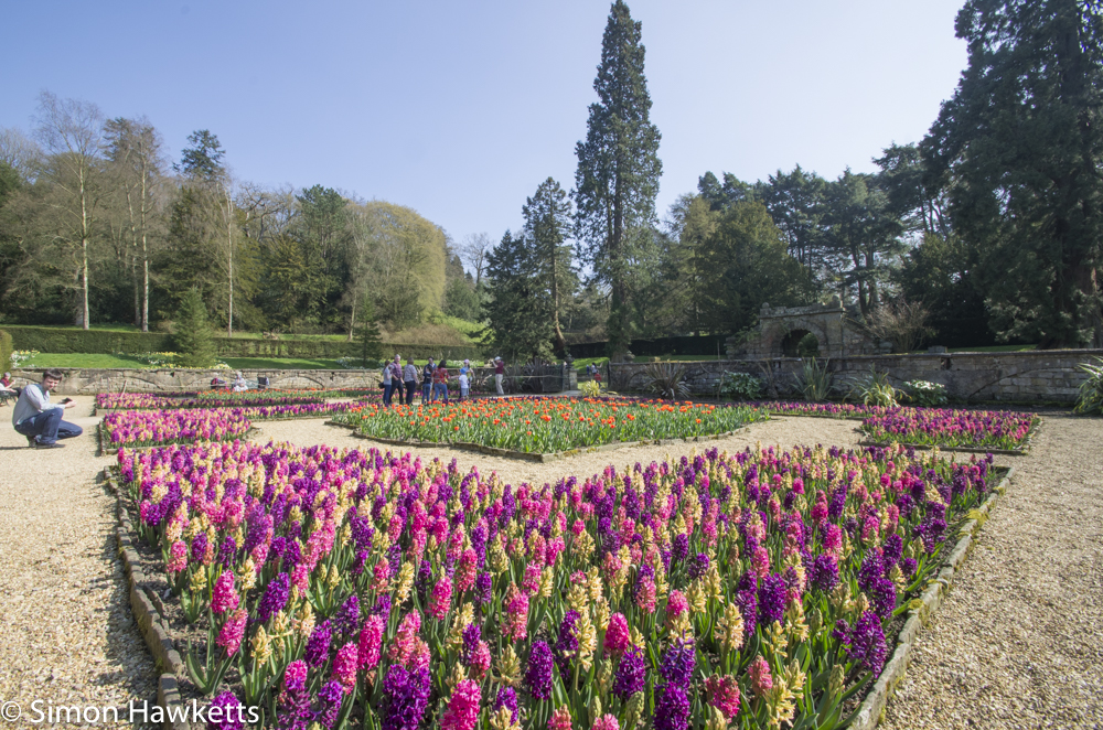Chatsworth house pictures - super wide flowers by the maze
