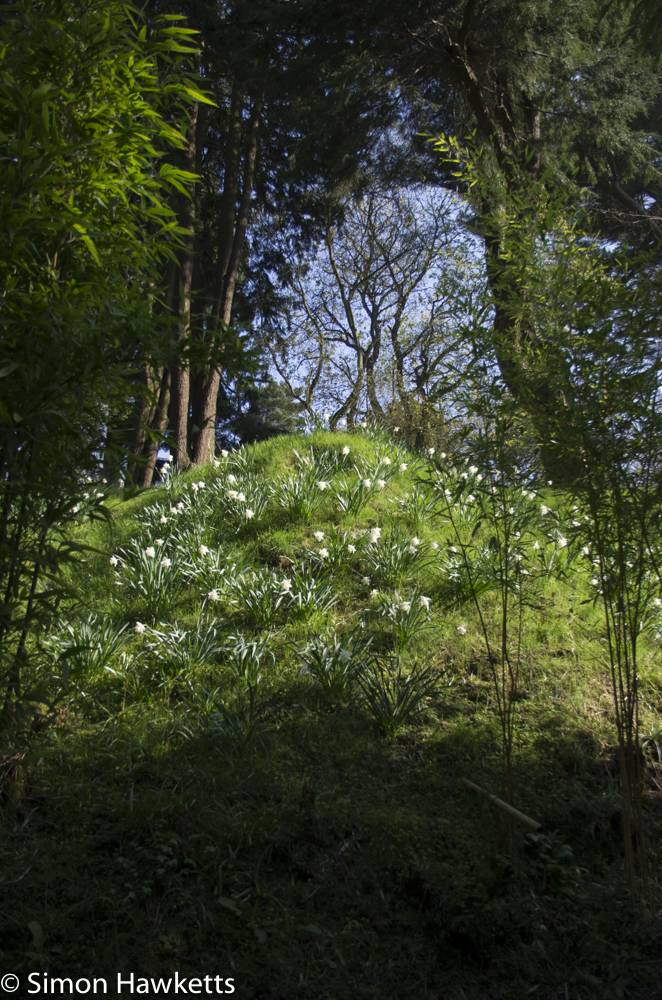 Chatsworth house pictures - spring flowers