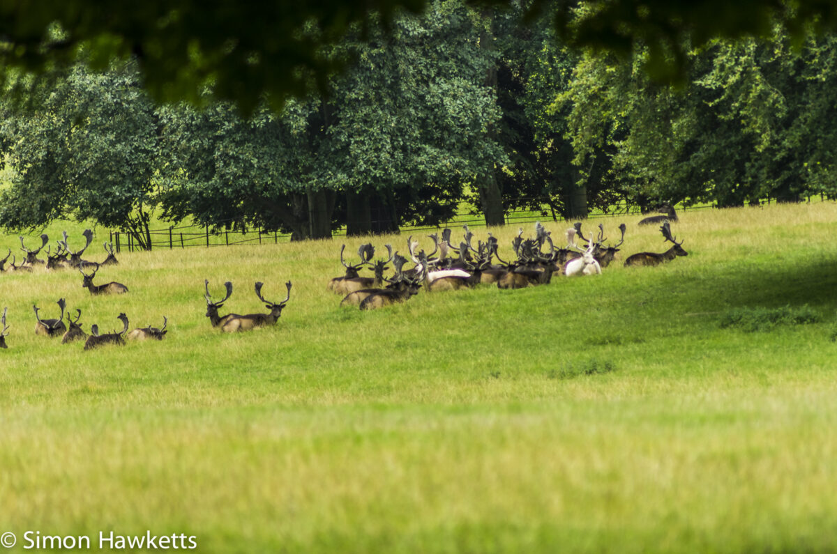 Raby Castle County Durham Pictures - Deer in Raby Park