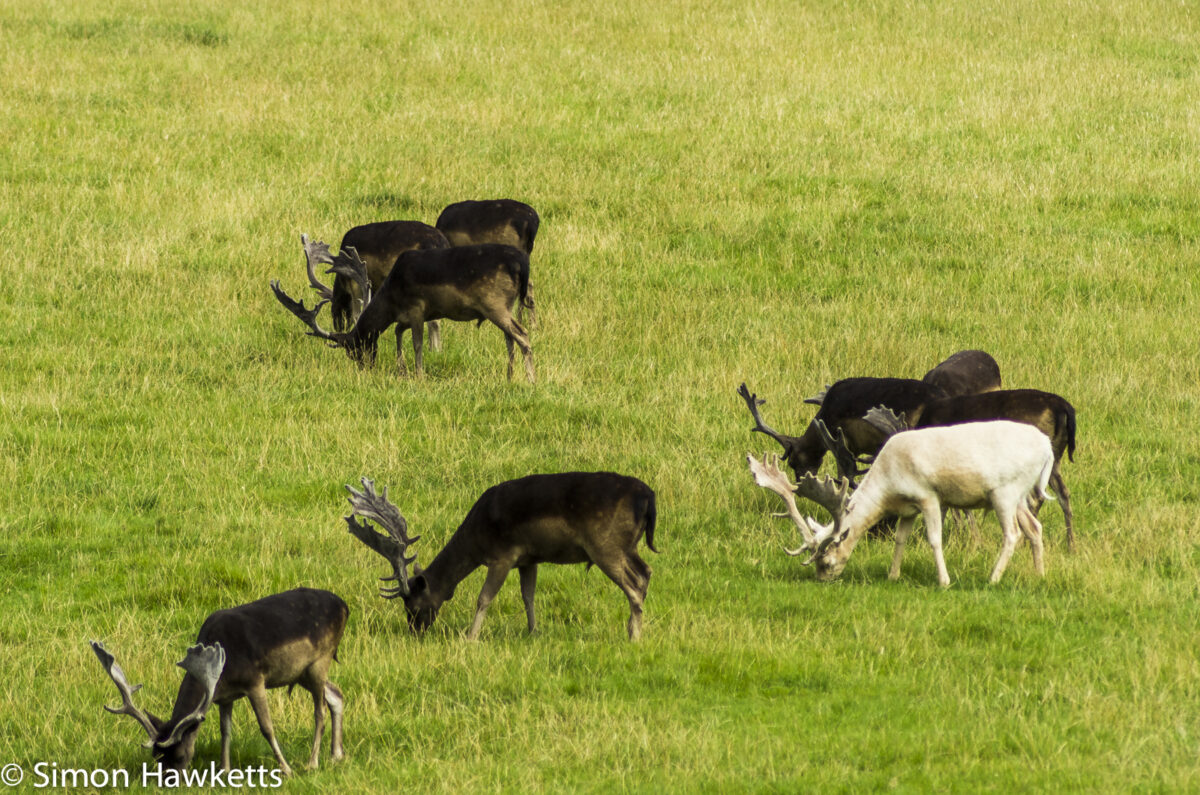 Raby Castle County Durham Pictures - Deer in Raby Park