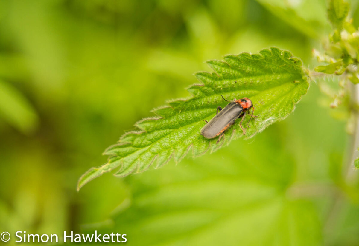 Macro pictures without a macro lens - Soldier beetle