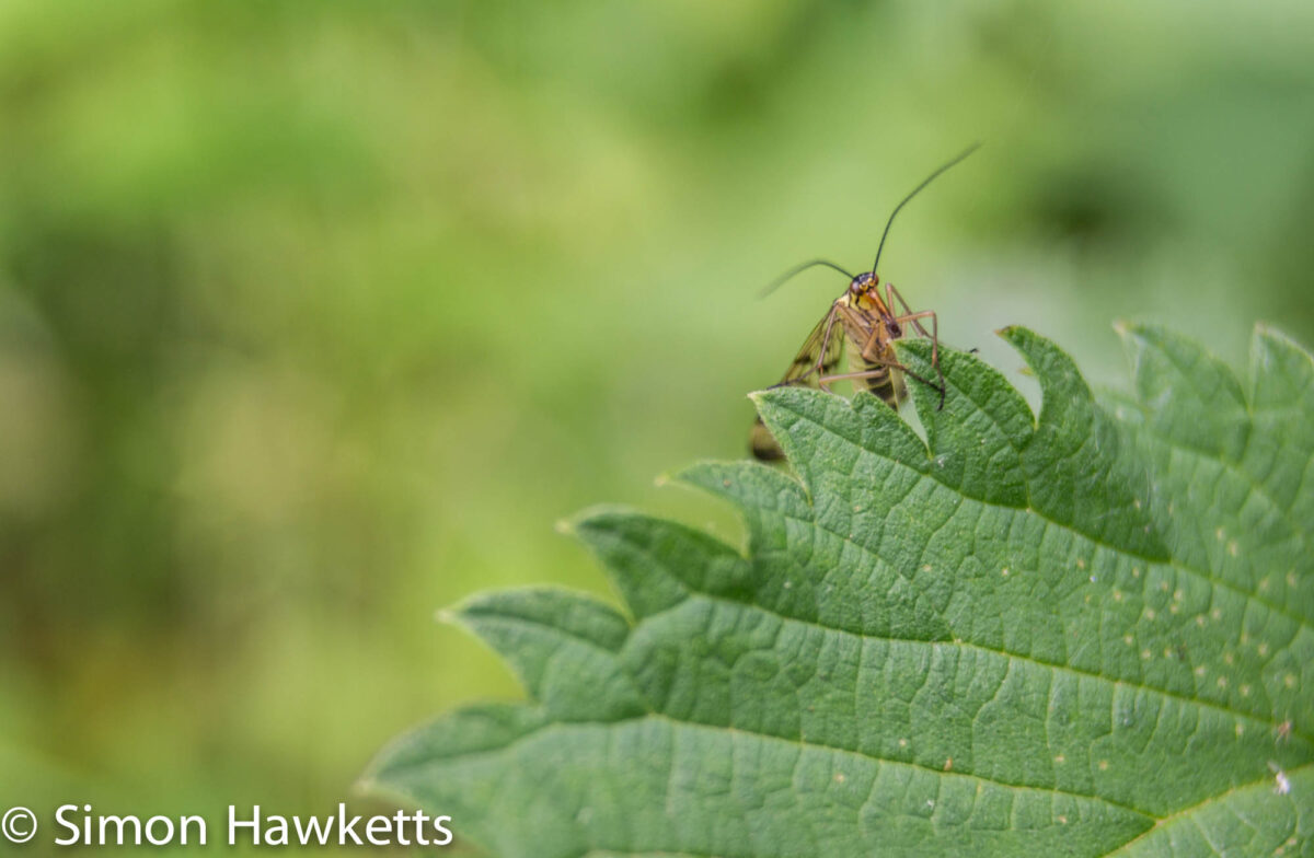 Macro pictures without a macro lens - Scorpian fly
