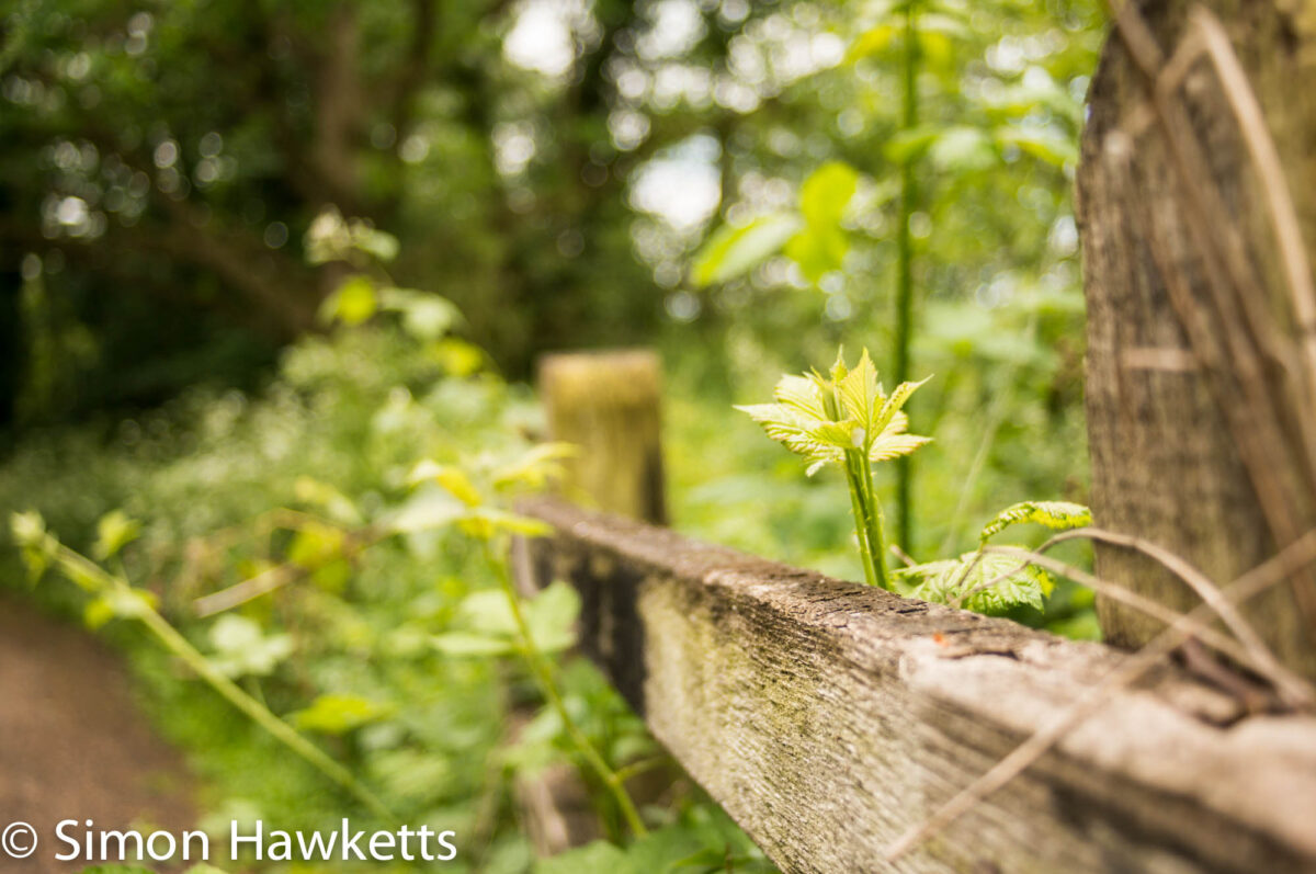 Macro pictures without a macro lens - Fence