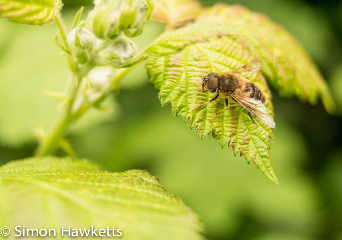 Macro pictures without a macro lens - Bee