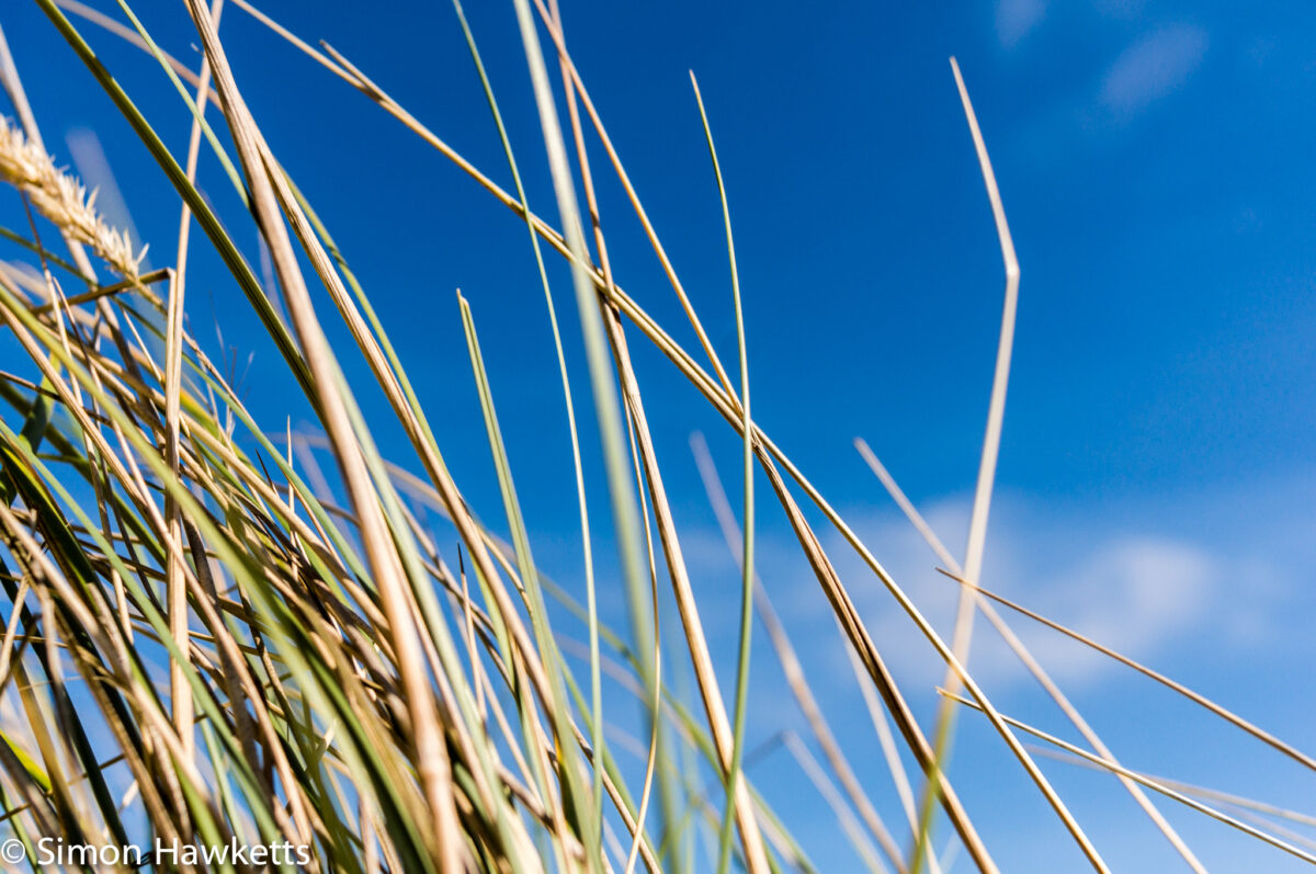 Dunwich Heath Suffolk pictures - Grass in closeup