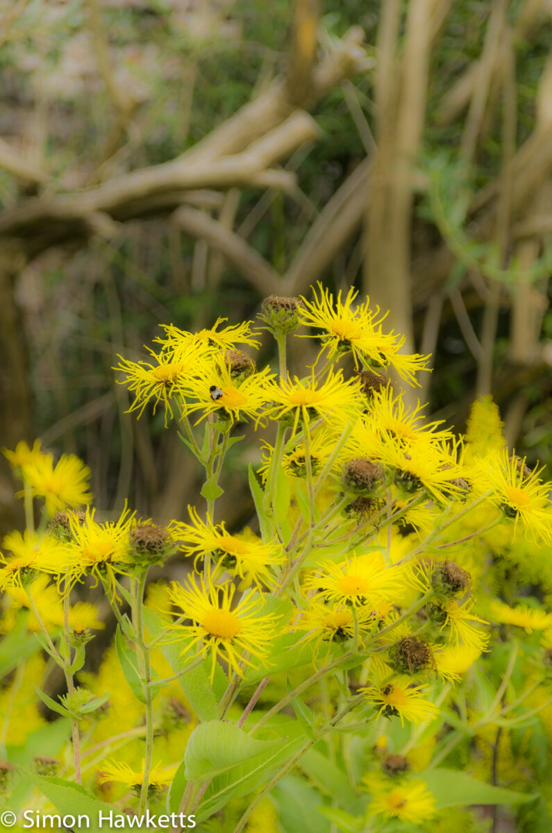 Raby Castle County Durham Pictures - Flowers in the Garden at Raby Castle