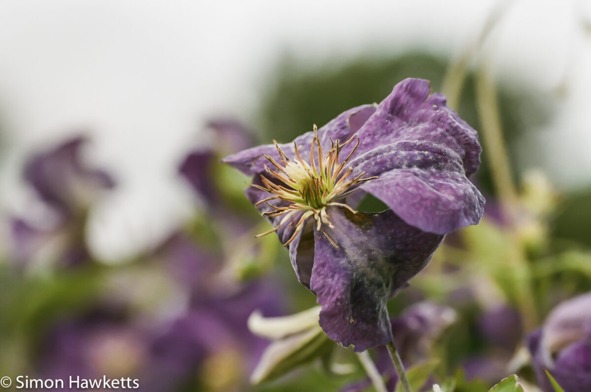 Flowers shot on film - Clematis