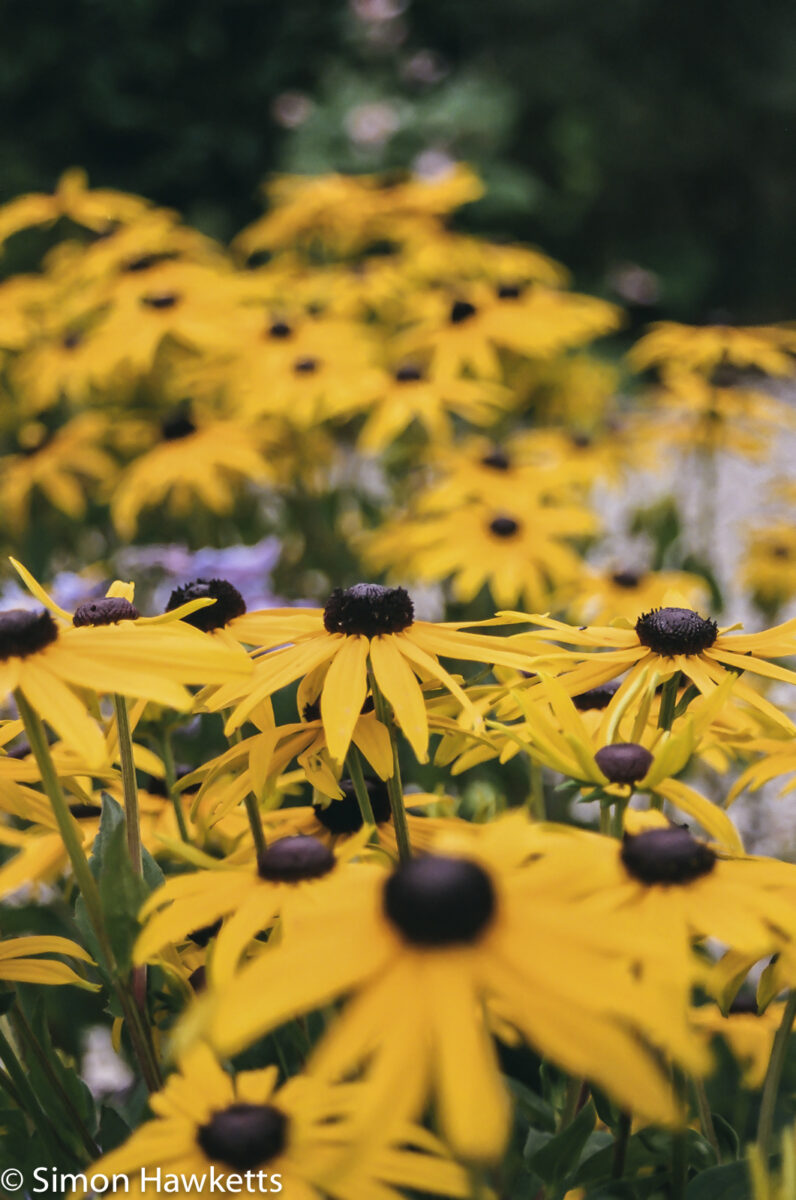 Flowers shot on film - Lots of yellow
