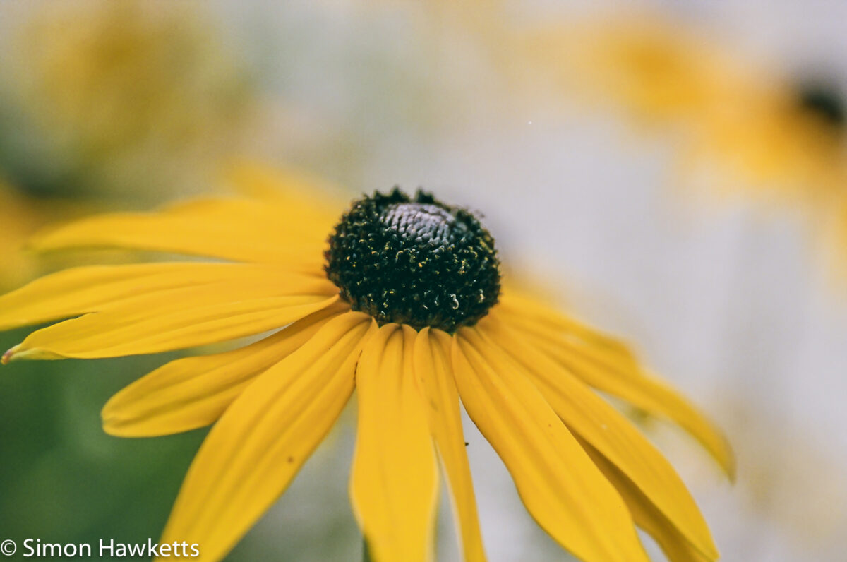 Flowers shot on film - Yellow flower