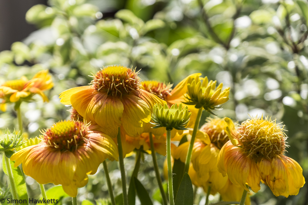Fuji X-T1 Pictures at Stowe - Flowers in the national trust shop