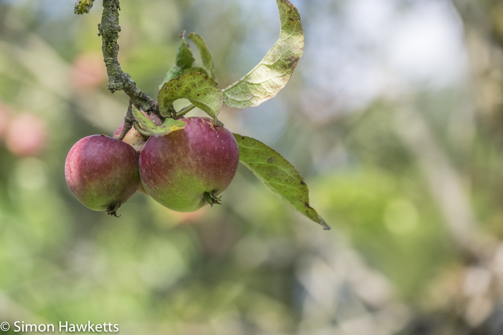 Gunby Hall holiday pictures with fuji x-t1 - apple