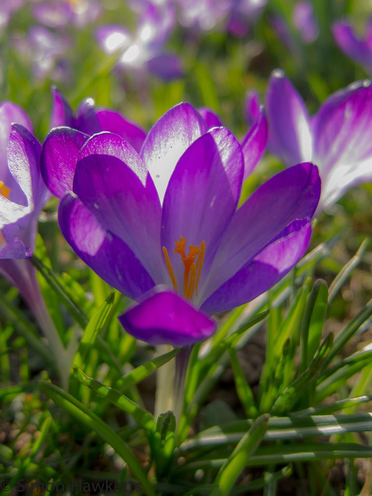 Spring Flowers