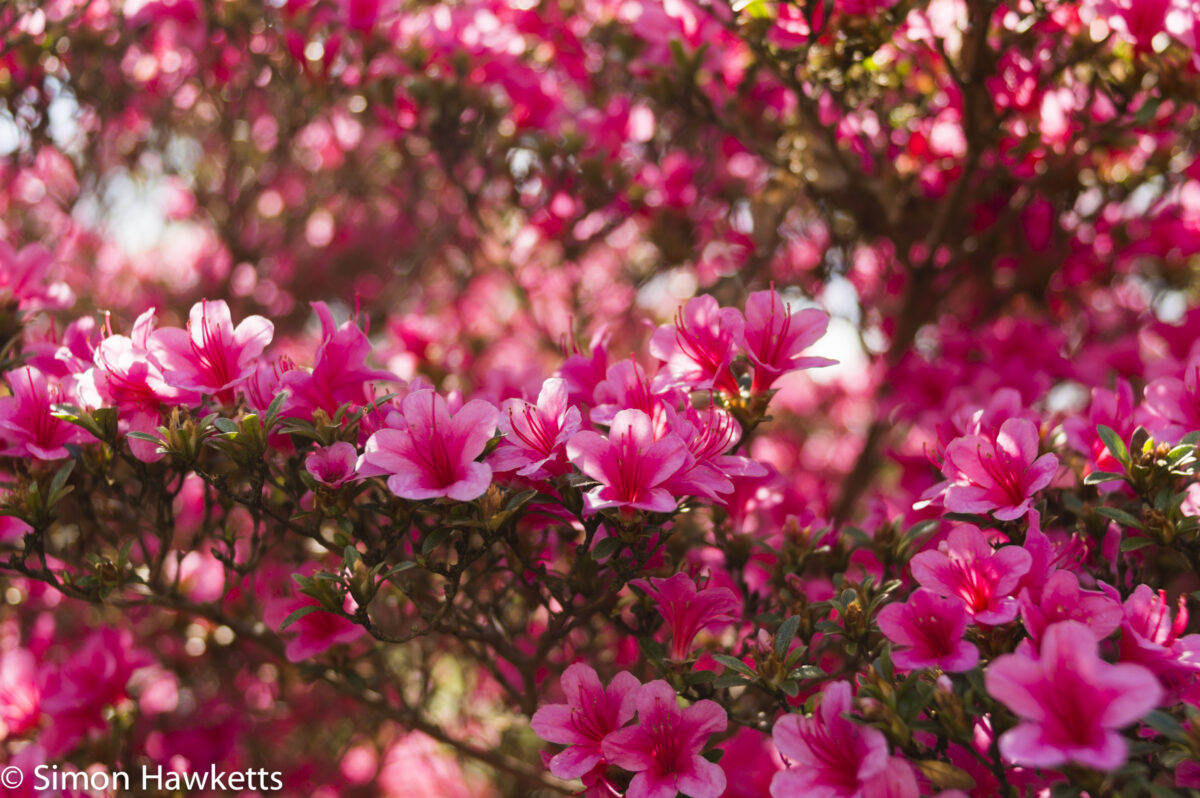 Pictures from Bressingham gardens in Norfolk - Red bush