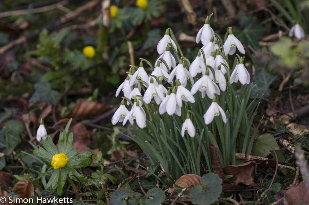 Pictures of Bennington Lordship - Snowdrops