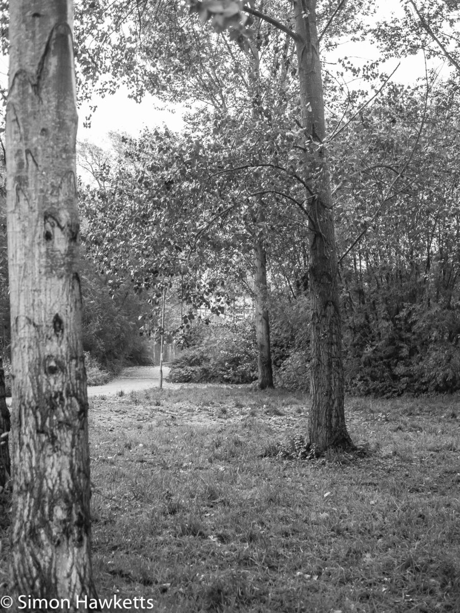 Ricoh GXR A12 50mm macro sample pictures - Trees