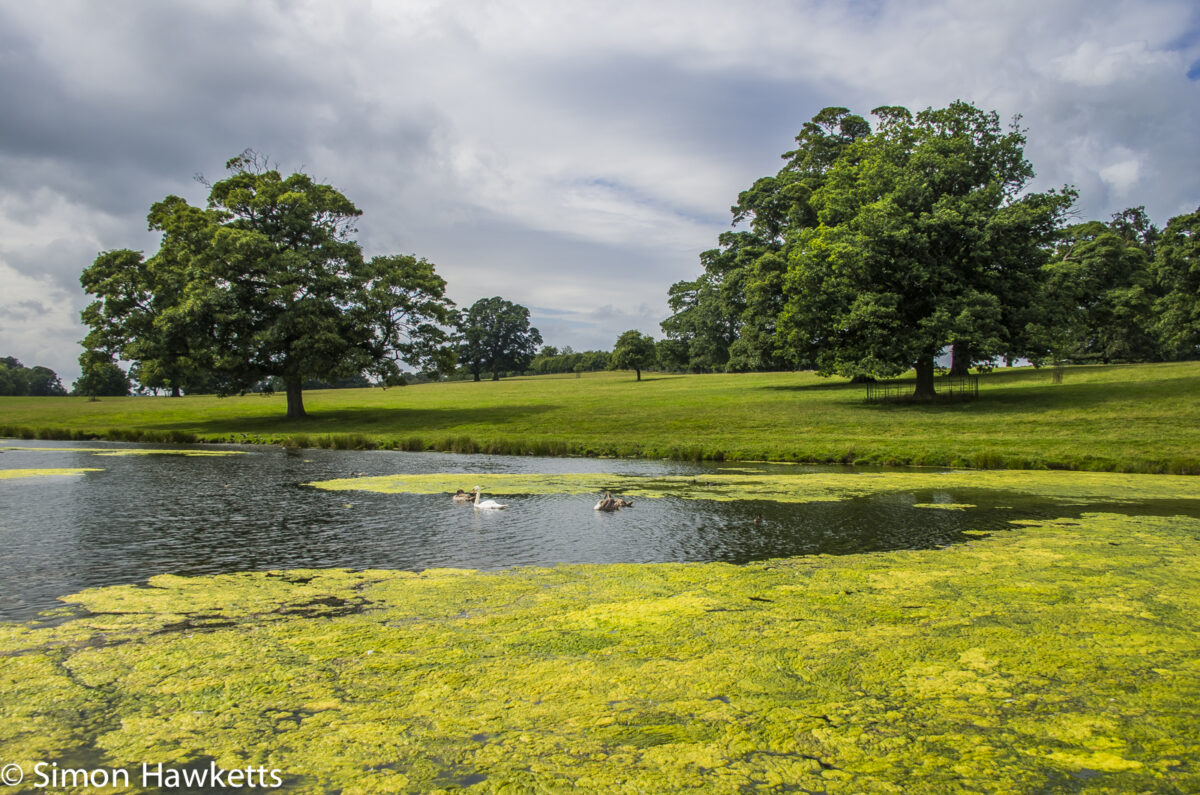 Raby Castle County Durham Pictures - Swans on the Lake at Raby Castle