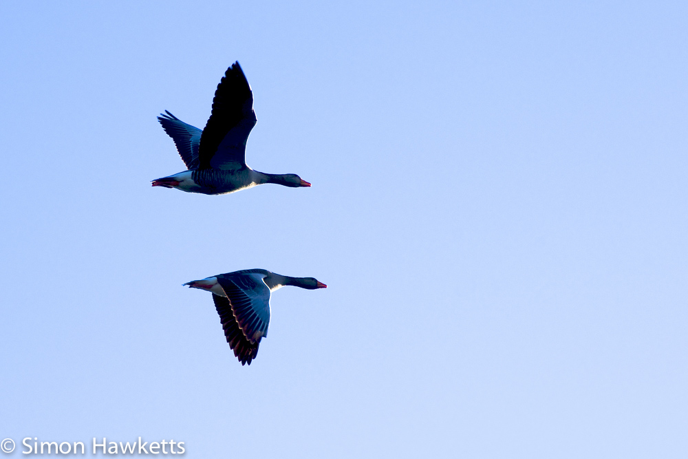 The Lucky moment - geese in flight