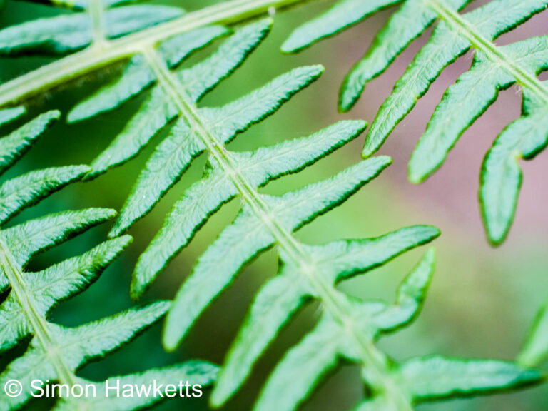 Leaf patterns